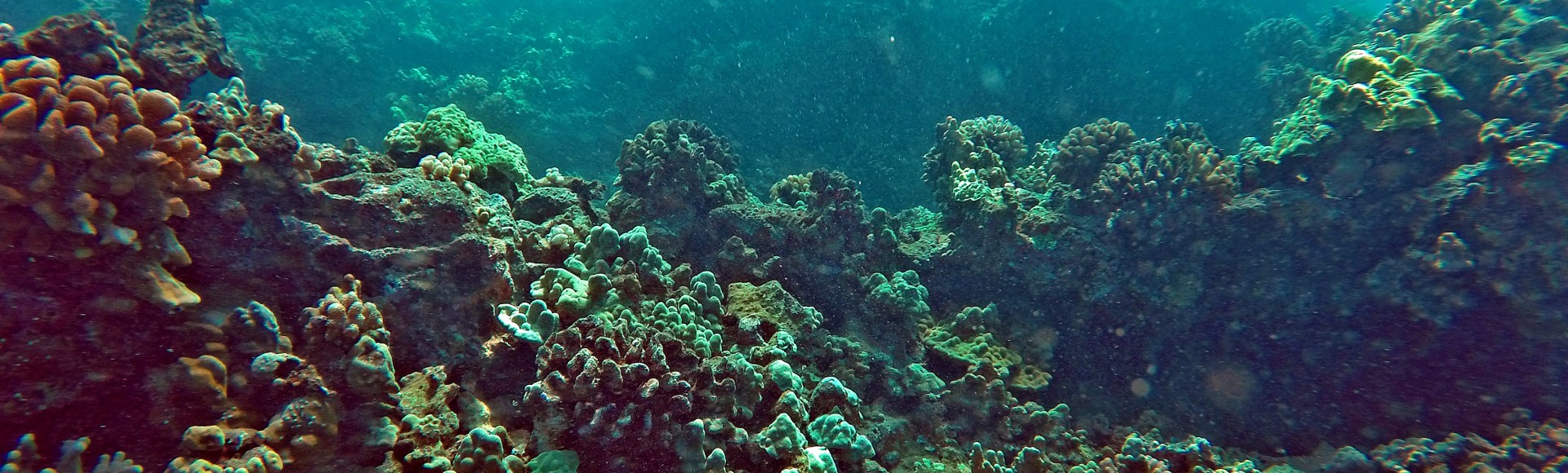 Maui Scuba Diving Video